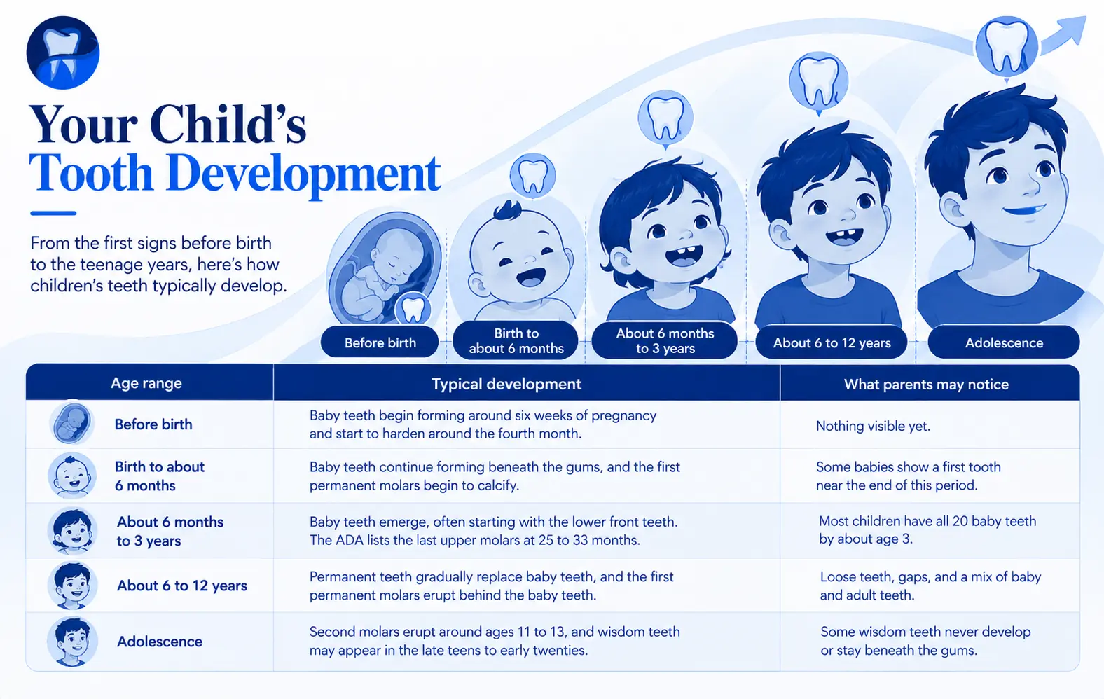 tooth development stages by age
